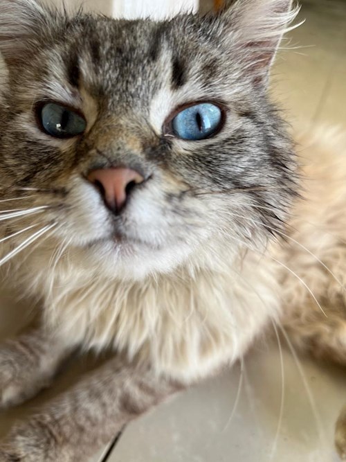 Vlad- petsitter Timișoara vagy Állat szitter a kutyák cicák