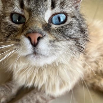 thumbnail petsitter Timișoara vagy Állat szitter a kutyák cicák