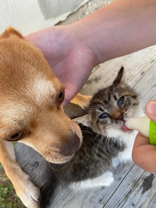 Vlad- petsitter Timișoara vagy Állat szitter a kutyák cicák