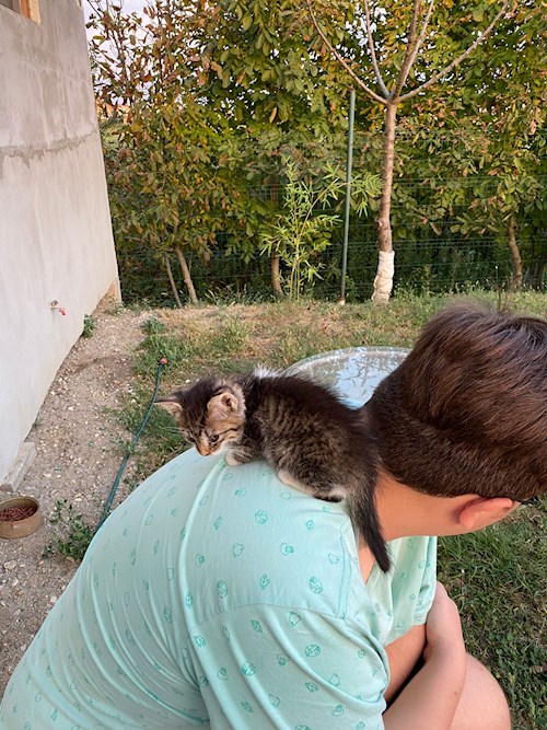 Vlad- petsitter Timișoara vagy Állat szitter a kutyák cicák