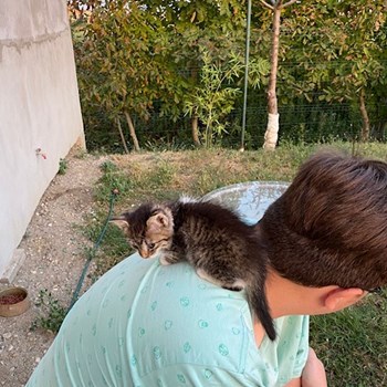  thumbnail petsitter Timișoara sau bonă pentru animale pentru câini pisici 