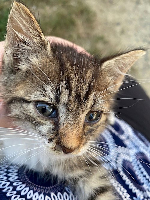 Vlad- petsitter Timișoara vagy Állat szitter a kutyák cicák