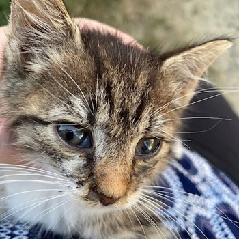 thumbnail petsitter Timișoara vagy Állat szitter a kutyák cicák