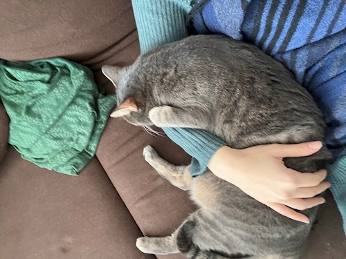 Sarah- petsitter București sau Bonă pentru animale pentru pisici