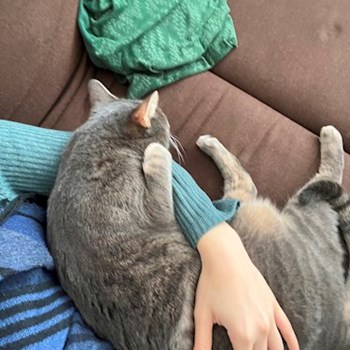 thumbnail petsitter București sau bonă pentru animale pentru pisici