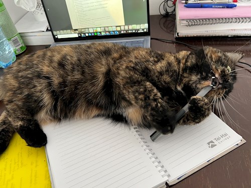 Sarah- petsitter București sau Bonă pentru animale pentru pisici