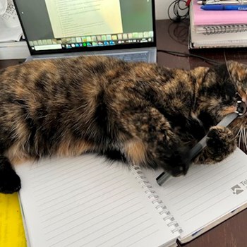 thumbnail petsitter București sau bonă pentru animale pentru pisici