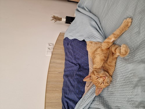 Alisa- petsitter Cluj-Napoca sau Bonă pentru animale pentru câini pisici