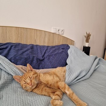 thumbnail petsitter Cluj-Napoca sau bonă pentru animale pentru câini pisici
