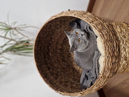 Alisa- petsitter Cluj-Napoca sau Bonă pentru animale pentru câini pisici