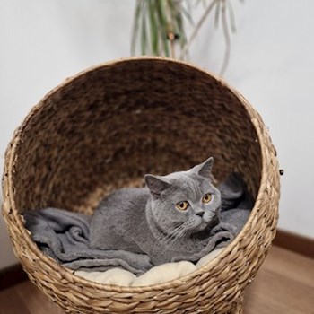 thumbnail petsitter Cluj-Napoca sau bonă pentru animale pentru câini pisici