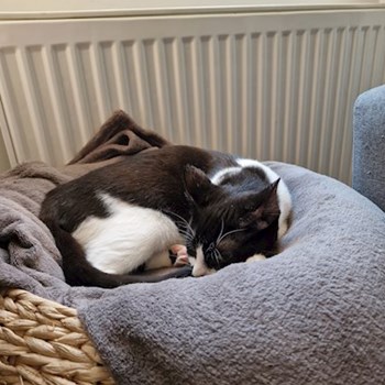 thumbnail petsitter Cluj-Napoca sau bonă pentru animale pentru câini pisici