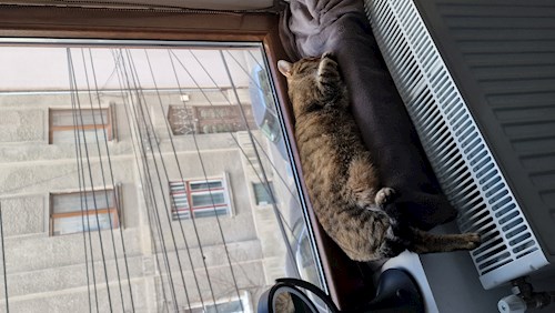 Alisa- petsitter Cluj-Napoca sau Bonă pentru animale pentru câini pisici