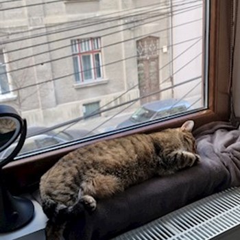 thumbnail petsitter Cluj-Napoca sau bonă pentru animale pentru câini pisici