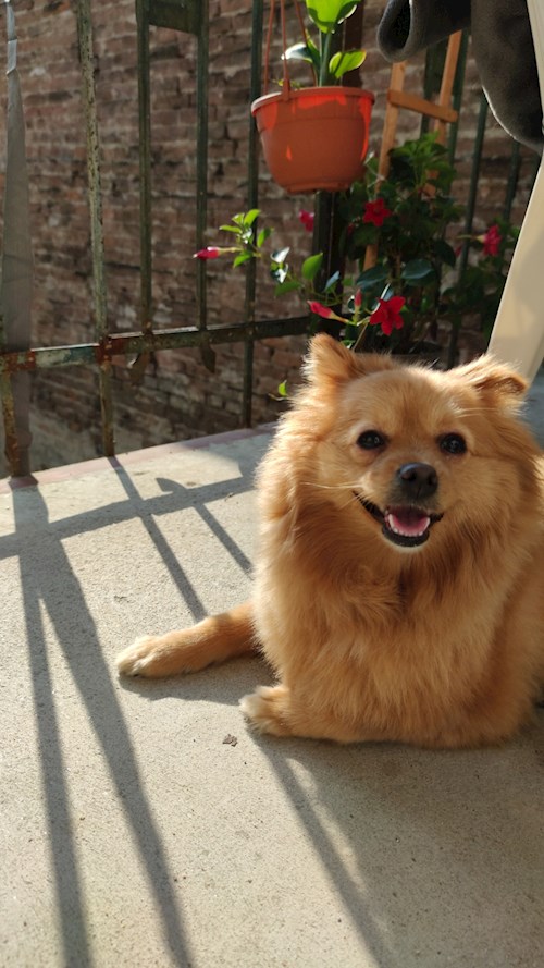 Alisa- petsitter Cluj-Napoca sau Bonă pentru animale pentru câini pisici