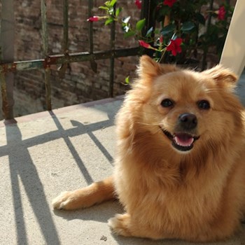 thumbnail petsitter Cluj-Napoca sau bonă pentru animale pentru câini pisici