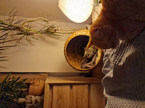 Alisa- petsitter Cluj-Napoca sau Bonă pentru animale pentru câini pisici