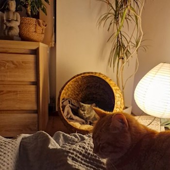 thumbnail petsitter Cluj-Napoca sau bonă pentru animale pentru câini pisici