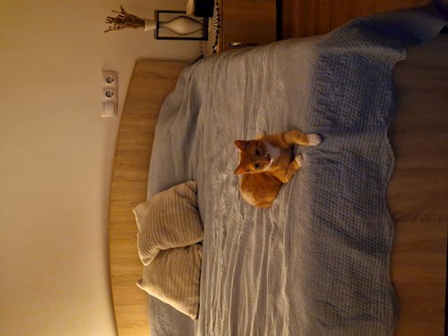 Alisa- petsitter Cluj-Napoca sau Bonă pentru animale pentru câini pisici