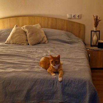 thumbnail petsitter Cluj-Napoca sau bonă pentru animale pentru câini pisici