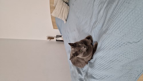 Alisa- petsitter Cluj-Napoca sau Bonă pentru animale pentru câini pisici