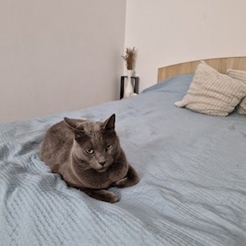 thumbnail petsitter Cluj-Napoca sau bonă pentru animale pentru câini pisici