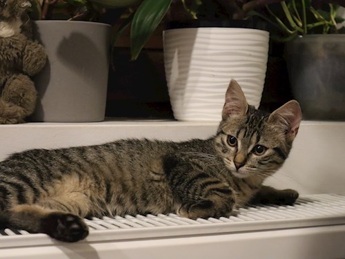 Alisa- petsitter Cluj-Napoca sau Bonă pentru animale pentru câini pisici