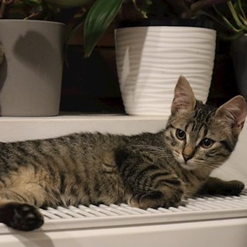 thumbnail petsitter Cluj-Napoca sau bonă pentru animale pentru câini pisici