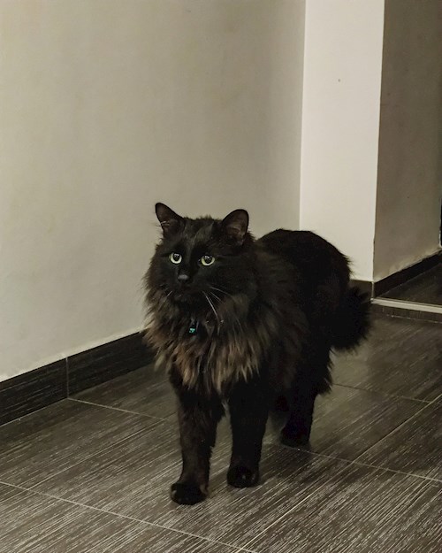 Alisa- petsitter Cluj-Napoca sau Bonă pentru animale pentru câini pisici