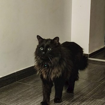 thumbnail petsitter Cluj-Napoca sau bonă pentru animale pentru câini pisici