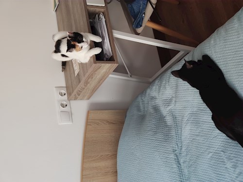 Alisa- petsitter Cluj-Napoca sau Bonă pentru animale pentru câini pisici