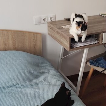 thumbnail petsitter Cluj-Napoca sau bonă pentru animale pentru câini pisici