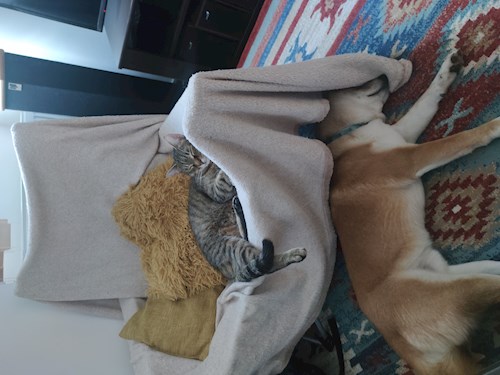 Alisa- petsitter Cluj-Napoca sau Bonă pentru animale pentru câini pisici