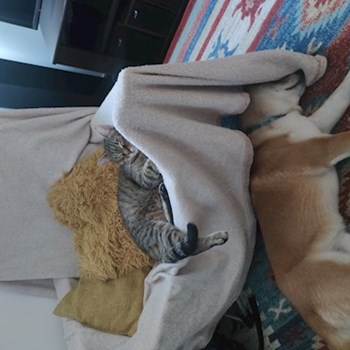 thumbnail petsitter Cluj-Napoca sau bonă pentru animale pentru câini pisici