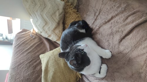 Alisa- petsitter Cluj-Napoca sau Bonă pentru animale pentru câini pisici
