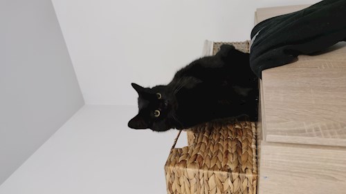 Alisa- petsitter Cluj-Napoca sau Bonă pentru animale pentru câini pisici
