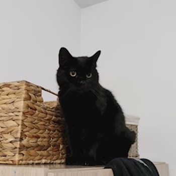 thumbnail petsitter Cluj-Napoca sau bonă pentru animale pentru câini pisici