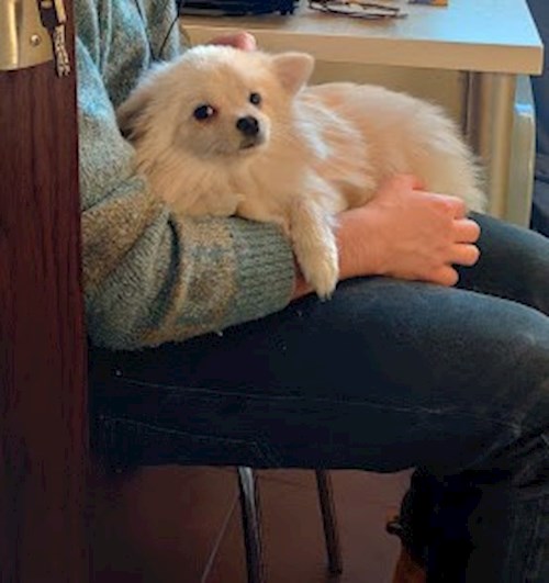 Emma- petsitter Cluj-Napoca sau Bonă pentru animale pentru câini pisici