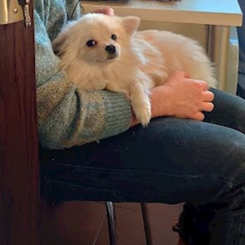 thumbnail petsitter Cluj-Napoca sau bonă pentru animale pentru câini pisici