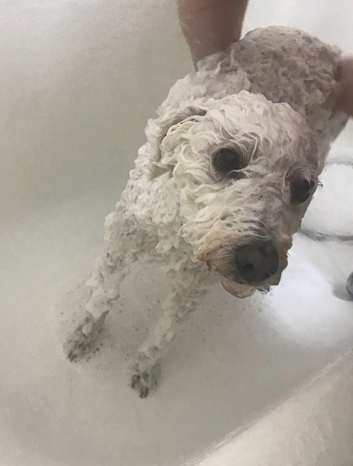 Andrada- petsitter București or Pet nanny for dogs cats 