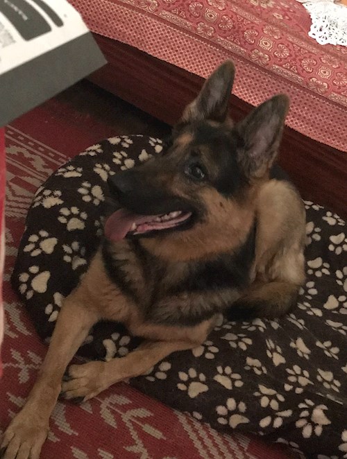 Andrada- petsitter București or Pet nanny for dogs cats 