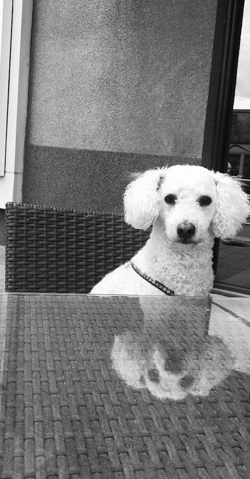 Andrada- petsitter București or Pet nanny for dogs cats 