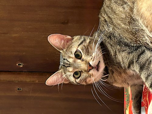 Arianna- petsitter Otopeni sau Bonă pentru animale pentru câini pisici