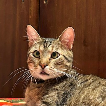 thumbnail petsitter Otopeni sau bonă pentru animale pentru câini pisici