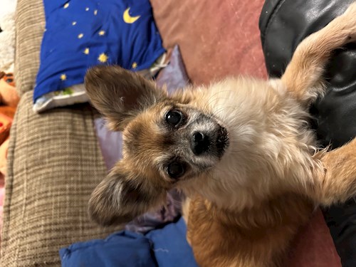 Arianna- petsitter Otopeni sau Bonă pentru animale pentru câini pisici