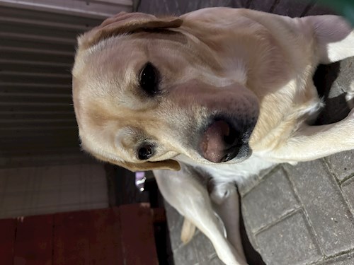 Arianna- petsitter Otopeni sau Bonă pentru animale pentru câini pisici