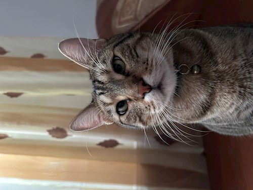 Arianna- petsitter Otopeni sau Bonă pentru animale pentru câini pisici