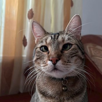 thumbnail petsitter Otopeni sau bonă pentru animale pentru câini pisici