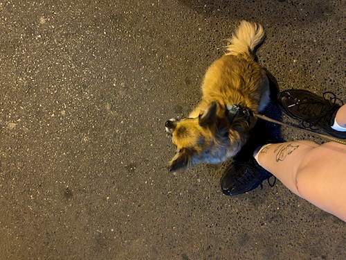 Arianna- petsitter Otopeni sau Bonă pentru animale pentru câini pisici