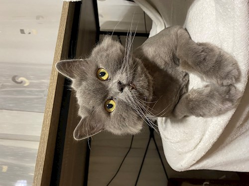 Arianna- petsitter Otopeni sau Bonă pentru animale pentru câini pisici